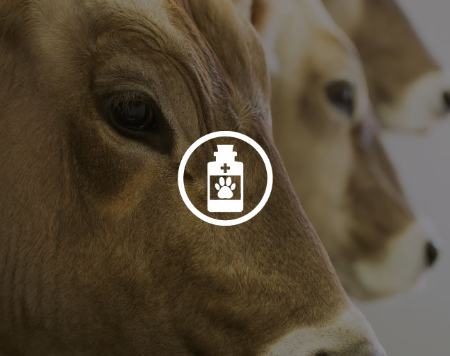 DROGA VETERINARIA